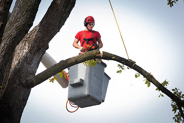 Professional Tree Services in Lakeland, FL